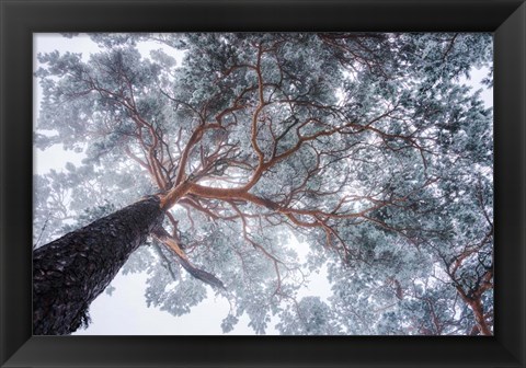 Framed Winter Tree Lines Print