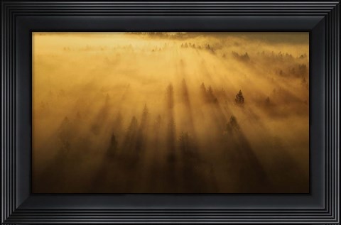 Framed Morning in the Forest Print