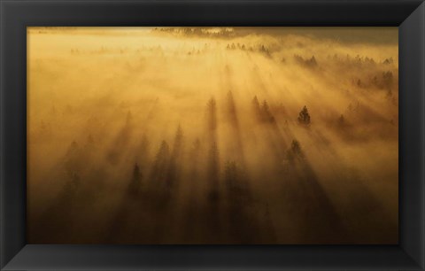 Framed Morning in the Forest Print