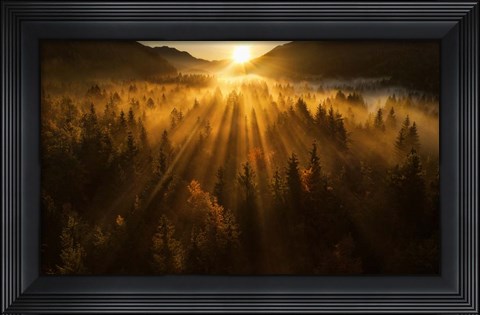Framed Aerial Shot of an Autumn Forest Print