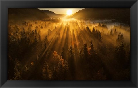 Framed Aerial Shot of an Autumn Forest Print