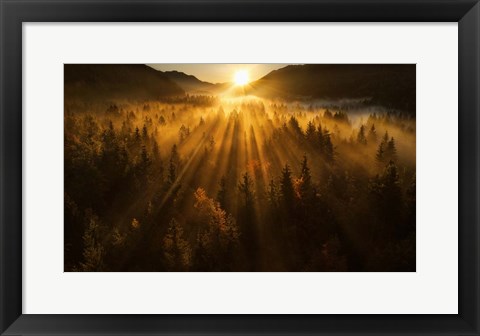 Framed Aerial Shot of an Autumn Forest Print