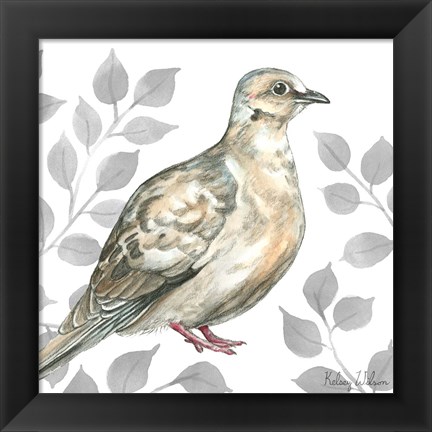 Framed Backyard Birds V-Mourning Dove Print