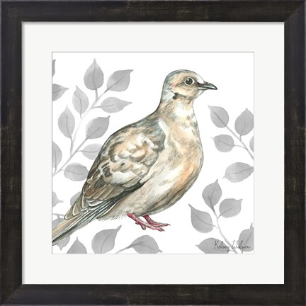 Framed Backyard Birds V-Mourning Dove Print