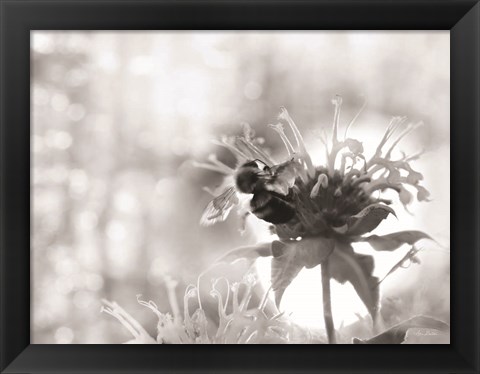 Framed Wild Flowers II Print