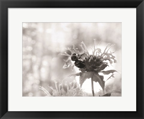 Framed Wild Flowers II Print