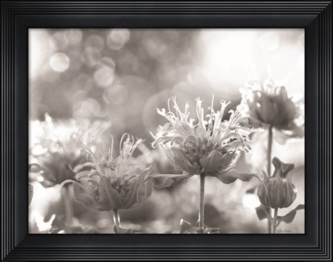 Framed Wild Flowers IV Print