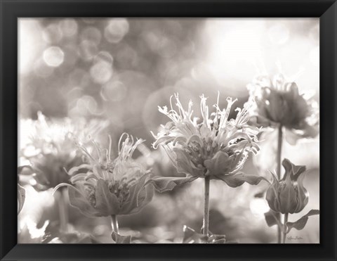 Framed Wild Flowers IV Print