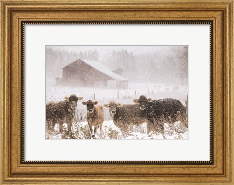 Framed Cold Cows on the Farm Print