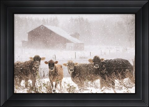 Framed Cold Cows on the Farm Print
