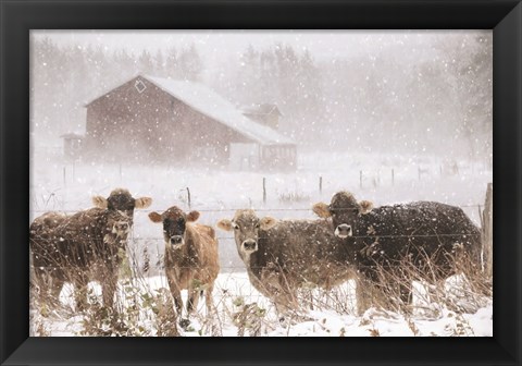 Framed Cold Cows on the Farm Print