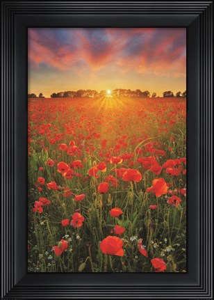 Framed Poppies at Sunset Print