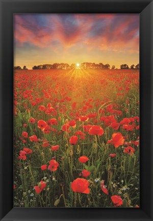 Framed Poppies at Sunset Print