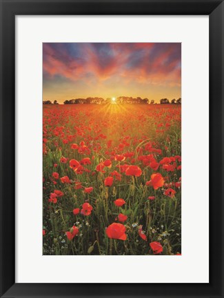 Framed Poppies at Sunset Print