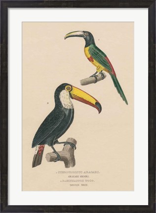 Framed Toucan Study Print