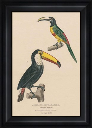 Framed Toucan Study Print