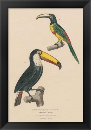 Framed Toucan Study Print