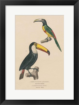 Framed Toucan Study Print