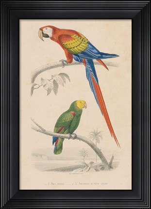 Framed Parrot Study Print