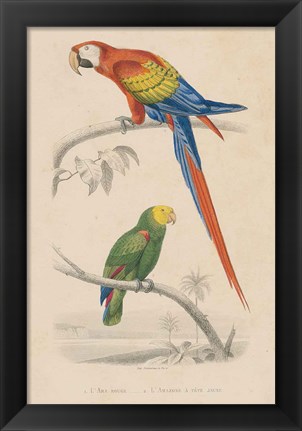 Framed Parrot Study Print