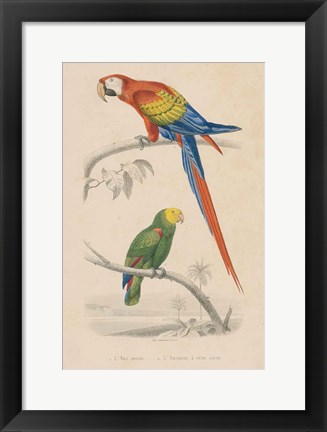 Framed Parrot Study Print