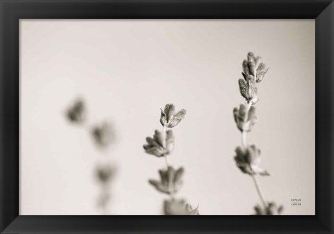 Framed Lavender Study Print