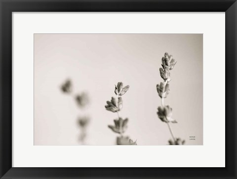 Framed Lavender Study Print