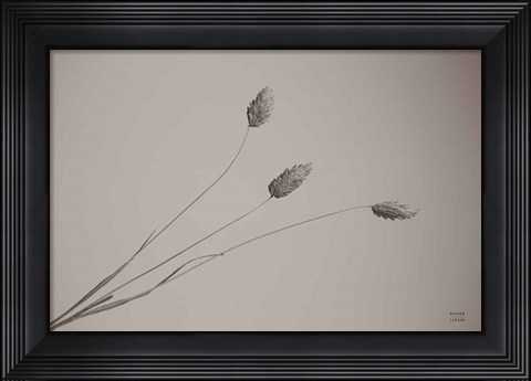 Framed Grass Study Print