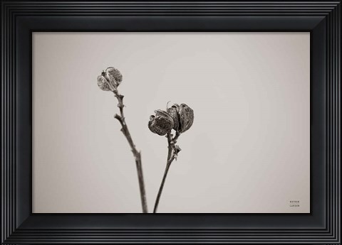 Framed Daylily Pod Study Print