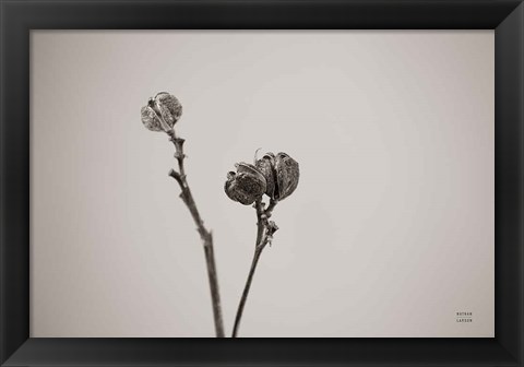 Framed Daylily Pod Study Print