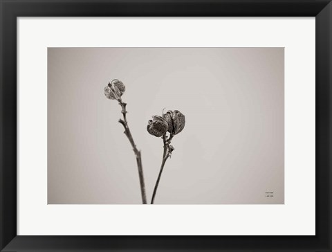 Framed Daylily Pod Study Print