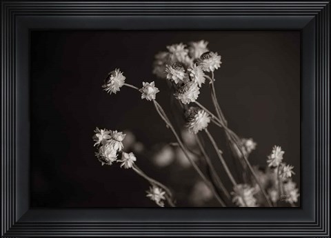 Framed Daisy Study Print