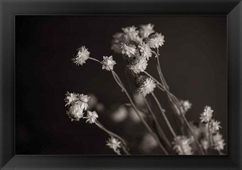 Framed Daisy Study Print