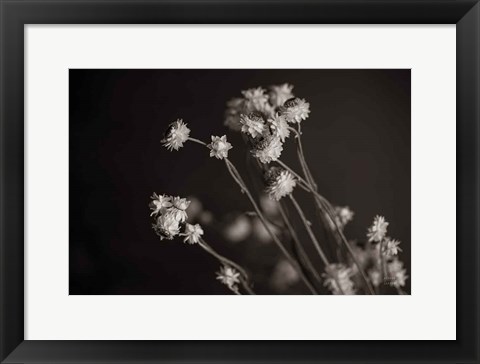 Framed Daisy Study Print