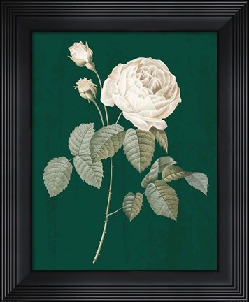 Framed White Roses on Green II Print