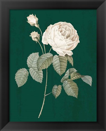 Framed White Roses on Green II Print