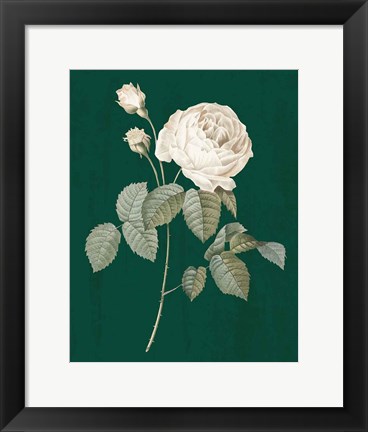 Framed White Roses on Green II Print