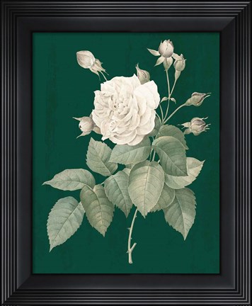 Framed White Roses on Green I Print