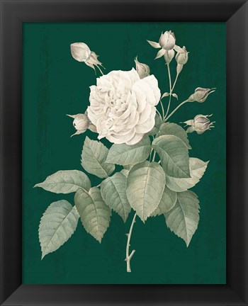 Framed White Roses on Green I Print