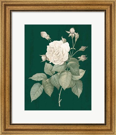 Framed White Roses on Green I Print