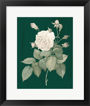 Framed White Roses on Green I Print