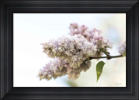 Framed Pale Lilacs II Print