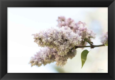 Framed Pale Lilacs II Print