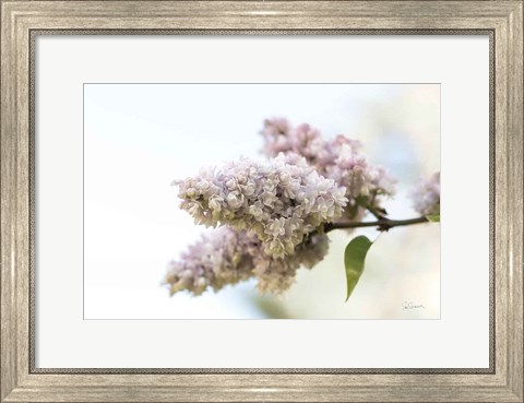 Framed Pale Lilacs II Print