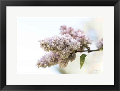 Framed Pale Lilacs II Print