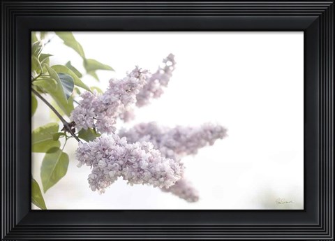 Framed Pale Lilacs I Print