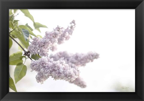 Framed Pale Lilacs I Print