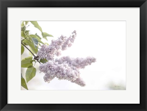 Framed Pale Lilacs I Print