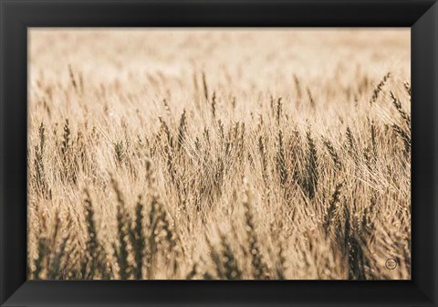 Framed Dakota Wheat Fields Print