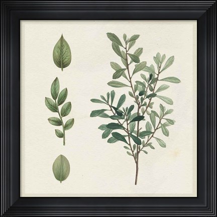 Framed Victorian Garden Chart III Print